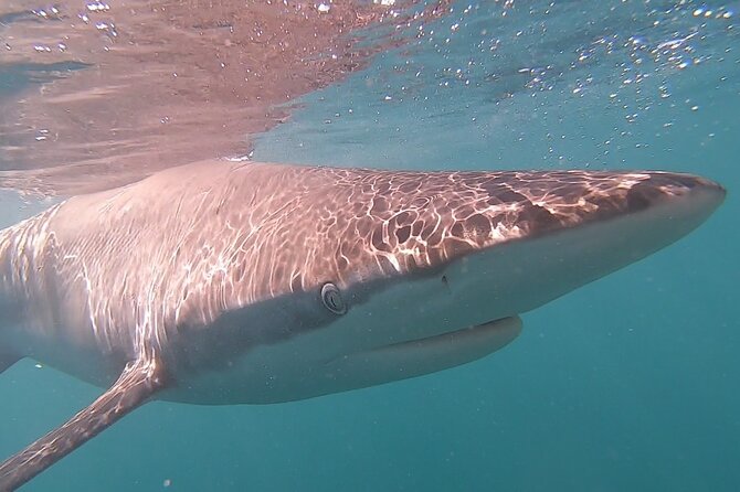 Cape Shark Diving Adventures - The food, showers, and small comforts afterward