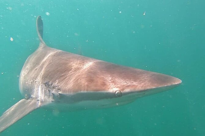 Cape Shark Diving Adventures - Boarding the boat and reaching the shark site