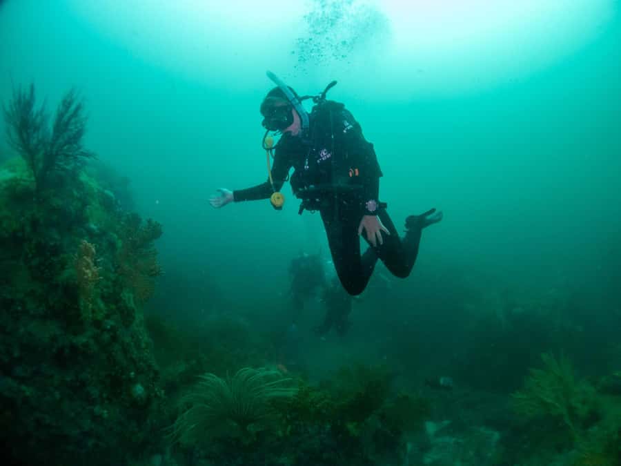 Cape Town: Discover Scuba Diving - 1 day experience - Simple planning advice for a better day