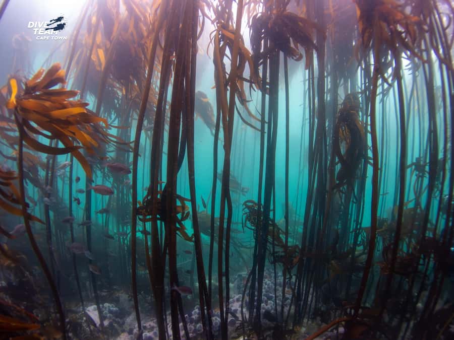 Cape Town: Discover Scuba Diving - 1 day experience - At least 45 minutes beneath the surface