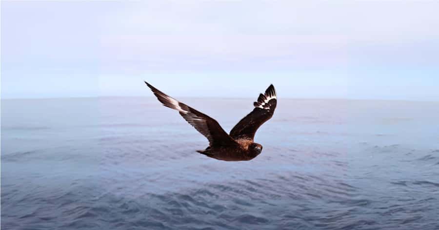 Cape Town: Gansbaai Eco-Friendly Shark Cage Diving Cruise - Is the $237 price fair?