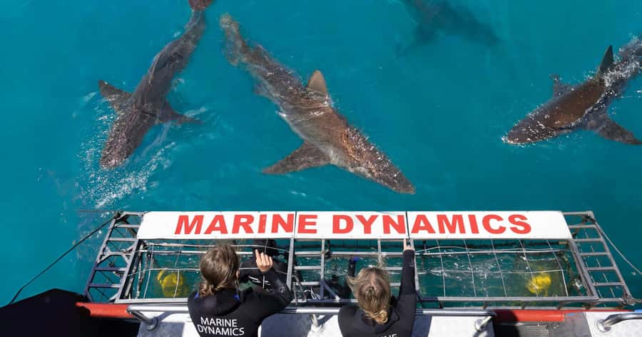 Cape Town: Gansbaai Eco-Friendly Shark Cage Diving Cruise - Boarding Slashfin and reaching Joubertsdam