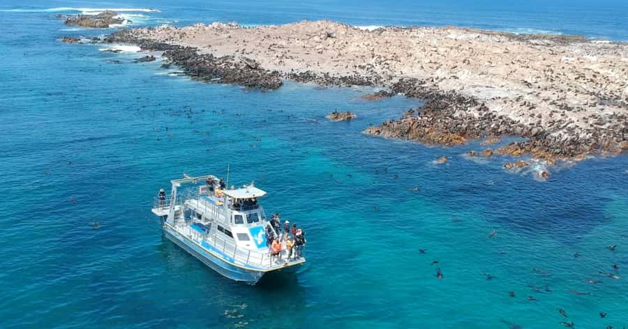 Cape Town: Gansbaai Eco-Friendly Shark Cage Diving Cruise - What the cage encounter is really like