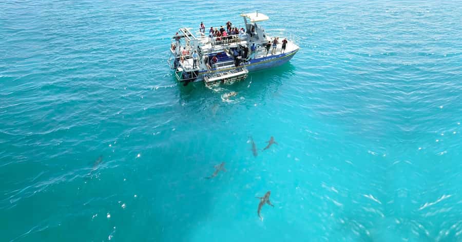 Cape Town: Gansbaai Eco-Friendly Shark Cage Diving Cruise - Bronze whalers, stingrays, seals, and the great white question