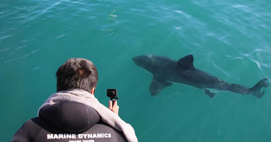 Cape Town: Gansbaai Eco-Friendly Shark Cage Diving Cruise - The upper deck is a real alternative