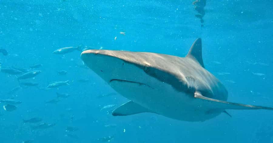 Cape Town: Gansbaai Eco-Friendly Shark Cage Diving Cruise - Breakfast, briefing, and The Great White House