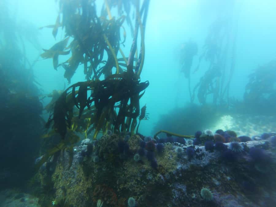 Cape Town: Scuba Diving Experience for Beginners - Ninety minutes of underwater exploration