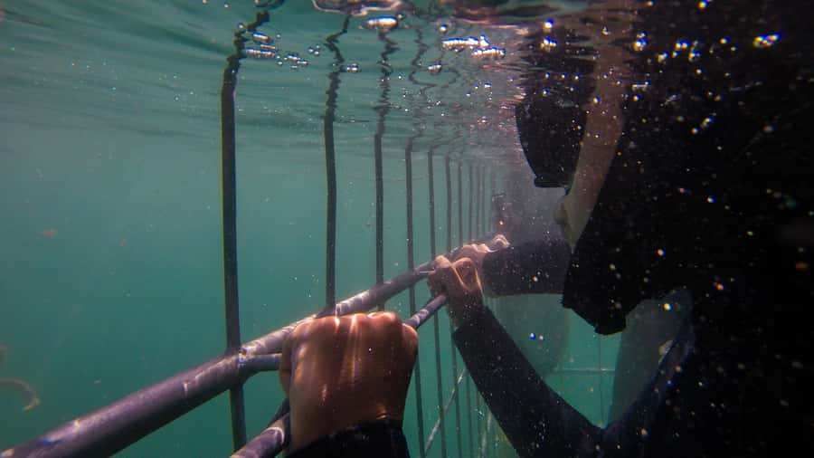 Cape Town: Shark Cage Dive - Why this False Bay trip works so well