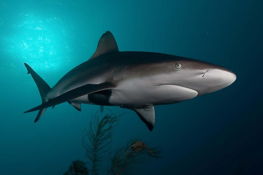 Cape Town: Shark Cage Dive - The boat ride across False Bay