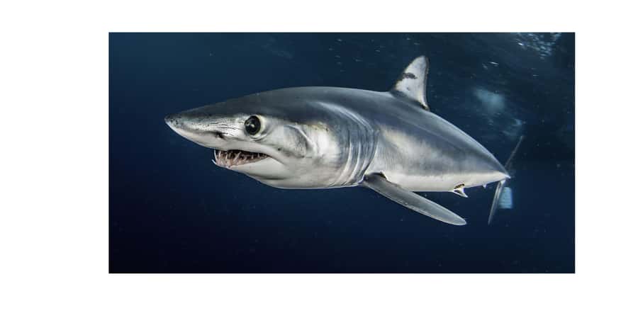 Cape Town: Shark Cage Dive - Planning the best day