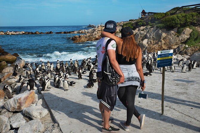 Cape Town: Shark Cage Diving & Penguins Tour to Gansbaai with private transfers - Why this Cape Town day trip is worth considering