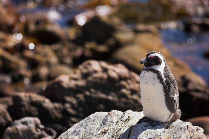 Cape Town: Shark Cage Diving & Penguins Tour to Gansbaai with private transfers - Breakfast, briefing, and the move to the water