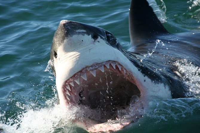 Cape Town: Shark Cage Diving & Penguins Tour to Gansbaai with private transfers - The shark cage encounter