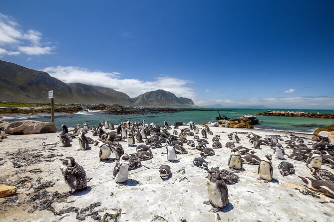 Cape Town: Shark Cage Diving & Penguins Tour to Gansbaai with private transfers - Stony Point Penguins Colony adds variety