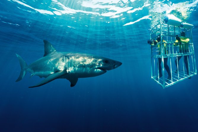 Cape Town: Shark Cage Diving & Penguins Tour to Gansbaai with private transfers - Lunch, video, and the trip back