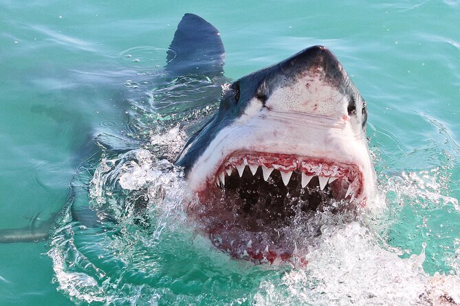 Cape Town: Shark Cage Diving & Penguins Tour to Gansbaai with private transfers - How the $282.22 price holds up