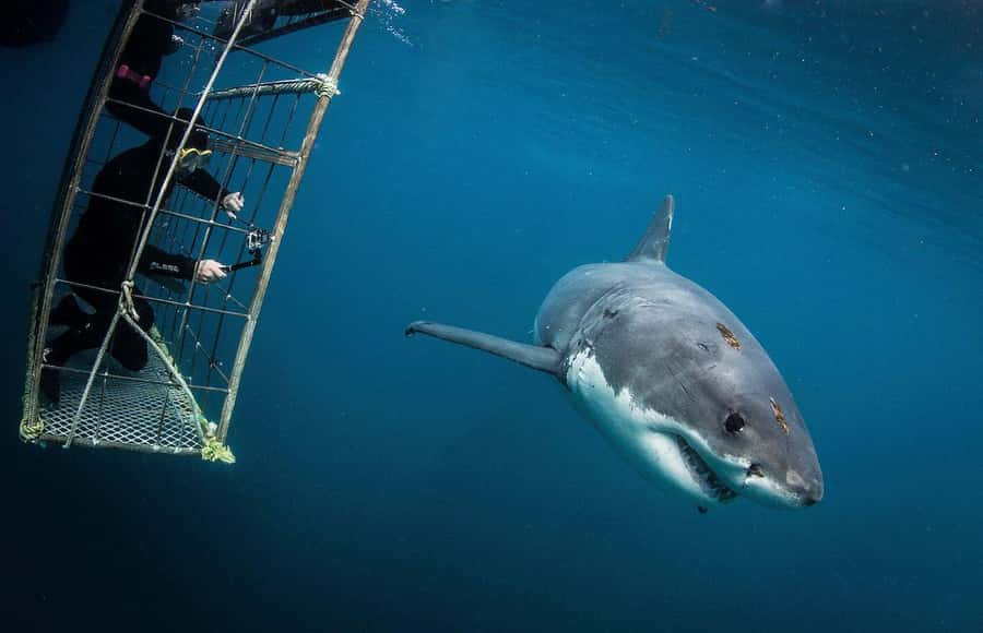 Cape Town: Shark Cage Diving Tour (with Breakfast & Lunch) - The long road from Cape Town to Gansbaai