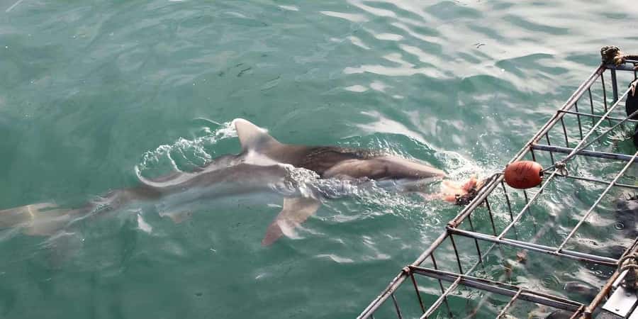 Cape Town: Shark Cage Diving Tour (with Breakfast & Lunch) - What the cage session is really like