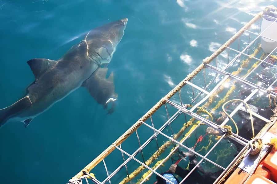 Cape Town: Shark Cage Diving Tour (with Breakfast & Lunch) - The wildlife beyond the sharks
