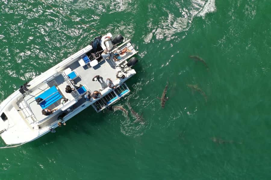 Cape Town: Shark Cage Diving Tour (with Breakfast & Lunch) - Lunch and the day’s video