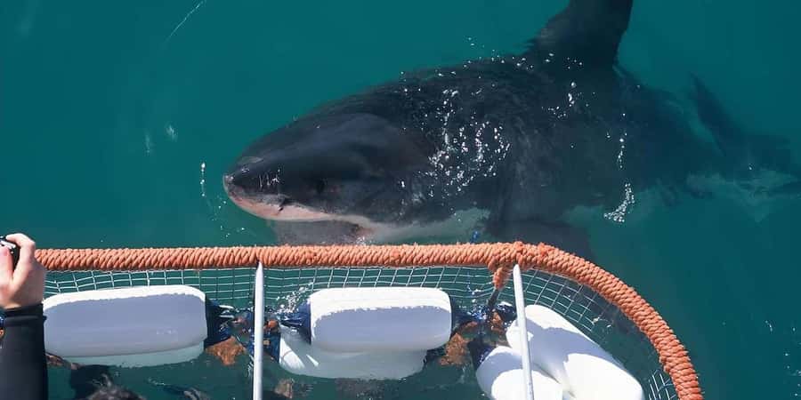 Cape Town: Shark Cage Diving Tour (with Breakfast & Lunch) - Practical tips for a smoother day