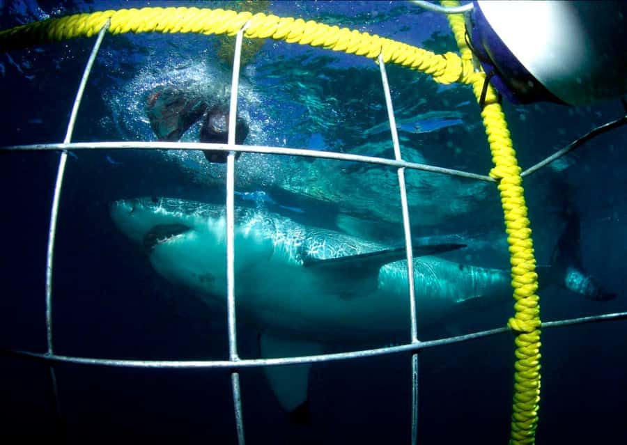 Cape Town: Shark Cage Diving Tour (with Breakfast & Lunch) - Breakfast in Gansbaai before the boat