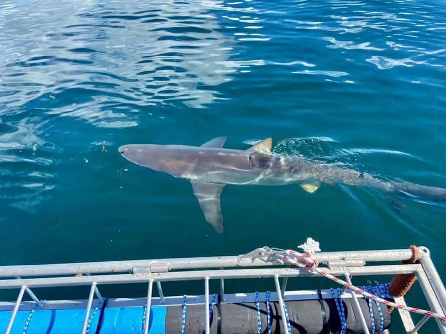 Cape Town: Shark Cage Diving with Snacks and Soft Drinks - Key points at a glance