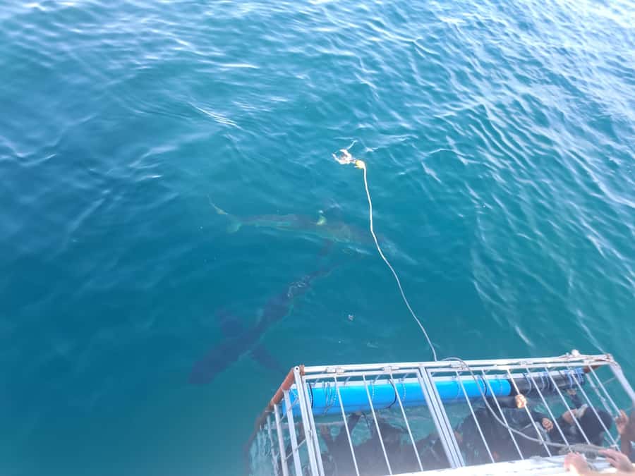 Cape Town: Shark Cage Diving with Snacks and Soft Drinks - Who should book this experience?