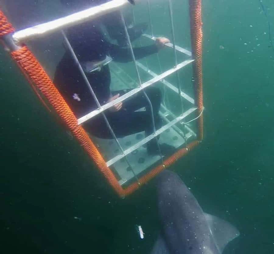 Cape Town: Shark Cage Diving with Snacks and Soft Drinks - Starting at 62 St Georges St