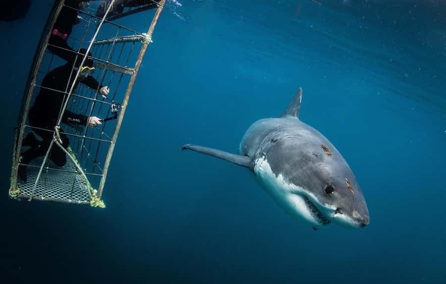 Cape Town: Shark Cage Diving with Snacks and Soft Drinks - Meeting bronze whaler sharks in False Bay