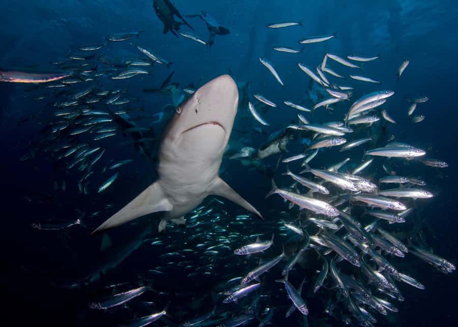 Cape Town: Shark Cage Diving with Snacks and Soft Drinks - Why visibility matters so much