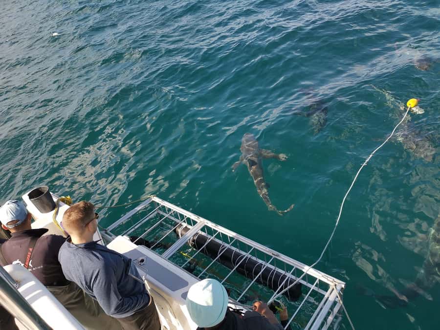 Cape Town: Shark Cage Diving with Snacks and Soft Drinks - A crew that puts safety first