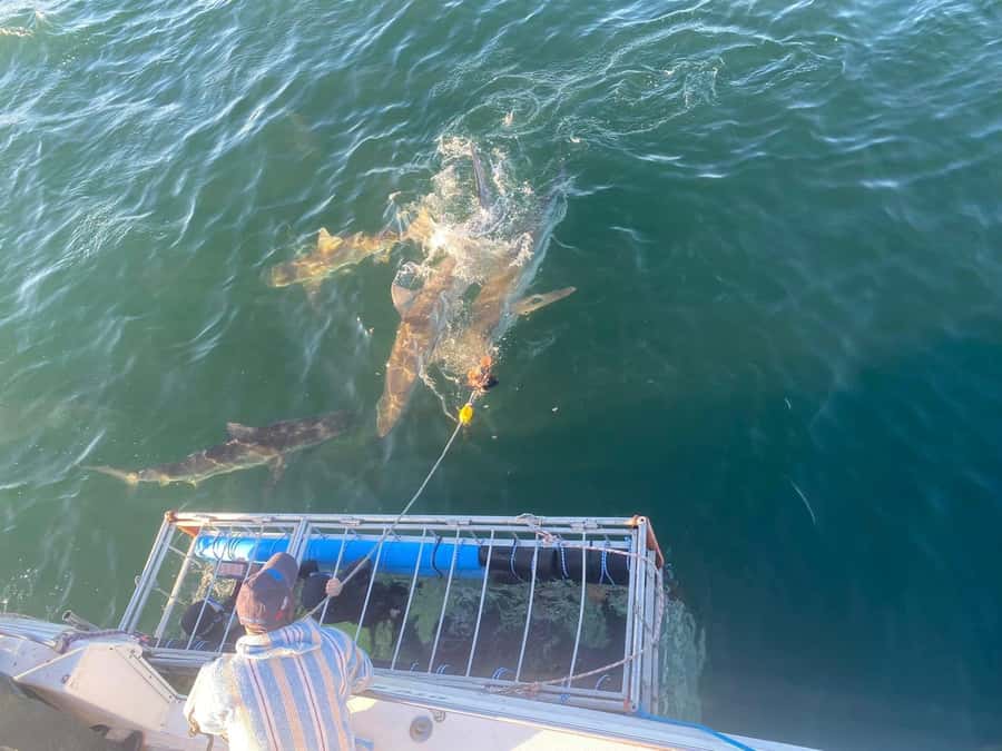 Cape Town: Shark Cage Diving with Snacks and Soft Drinks - Food, drinks, and comfort on board