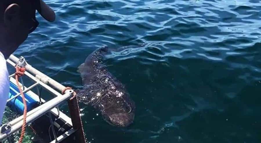 Cape Town: Shark Cage Diving with Snacks and Soft Drinks - Is the $233 price fair?