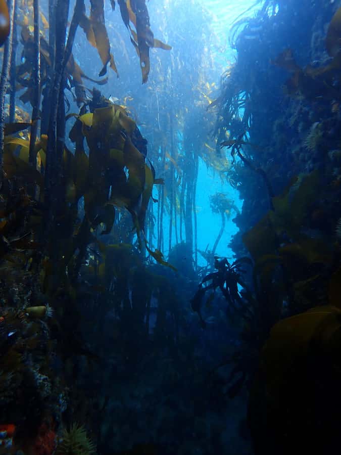 Cape Town: Shark Science SCUBA Diving Experience - Five things to know before booking