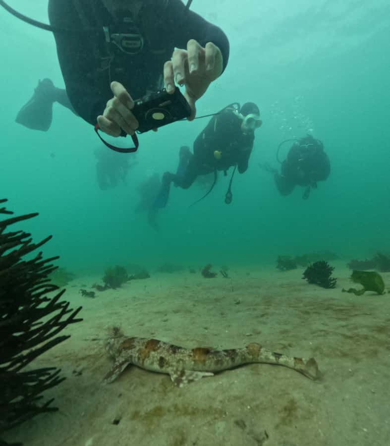 Cape Town: Shark Science SCUBA Diving Experience - The 20-minute briefing: why False Bay matters