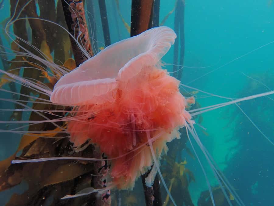 Cape Town: Shark Science SCUBA Diving Experience - Entering the Simon’s Town kelp forest