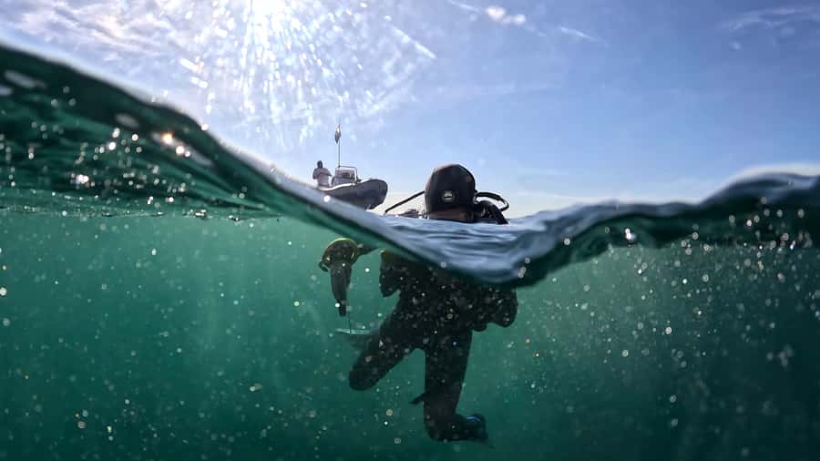 Cape Town: Shark Science SCUBA Diving Experience - The warm drink and data session afterward