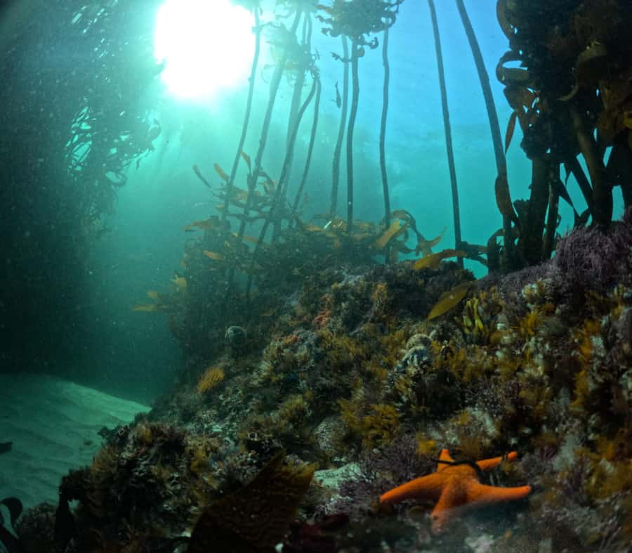 Cape Town: Shark Science SCUBA Diving Experience - The guides and the group size