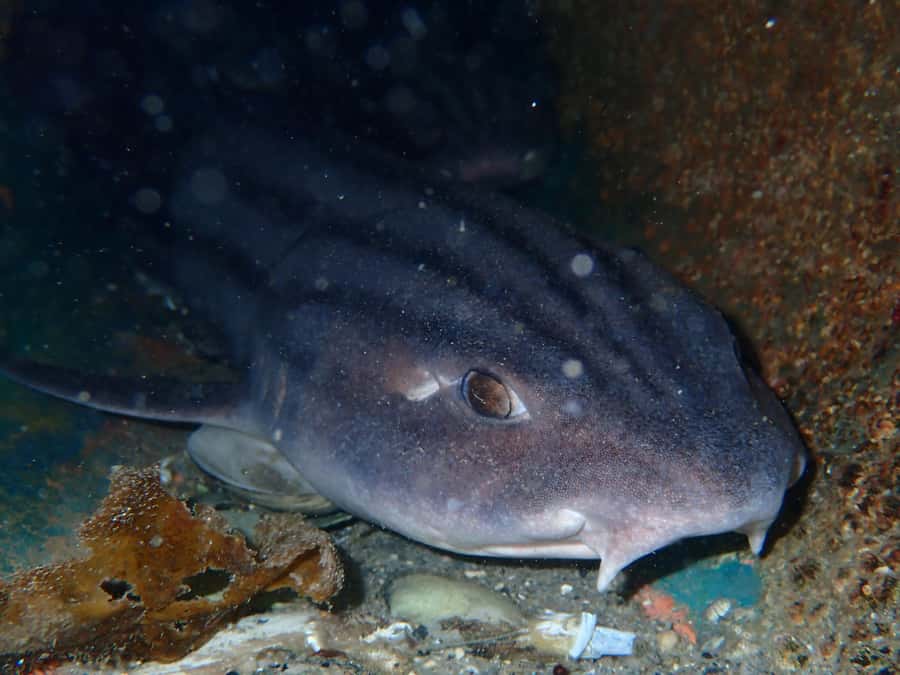 Cape Town: Shark Science SCUBA Diving Experience - Is $178 a fair price?