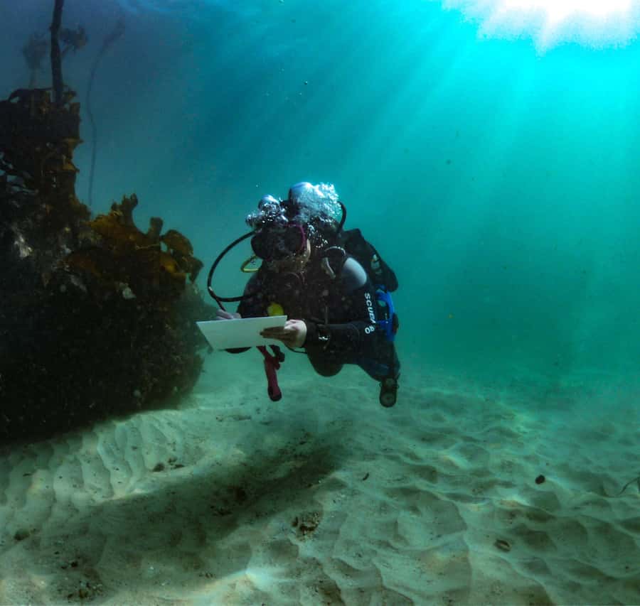 Cape Town: Shark Science SCUBA Diving Experience - Meeting at the False Bay Yacht Club