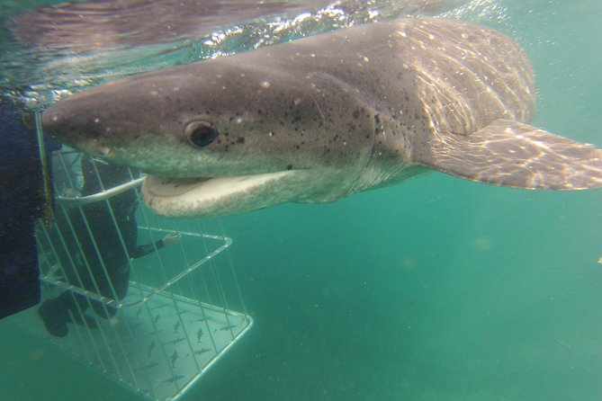 CapeTown: Shark Cage Diving Experience with Scuba - Entering the cage with a respirator tank