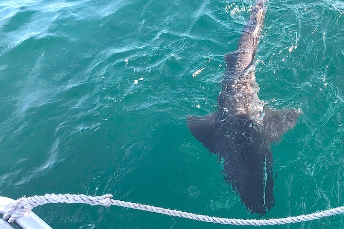 CapeTown: Shark Cage Diving Experience with Scuba - Price and what you receive for $218.26