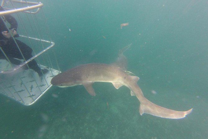 CapeTown: Shark Cage Diving Experience with Scuba - What to wear and bring