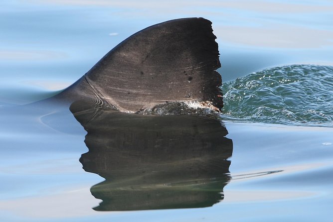 CapeTown: Shark Cage Diving Experience with Scuba - Which sharks you might see