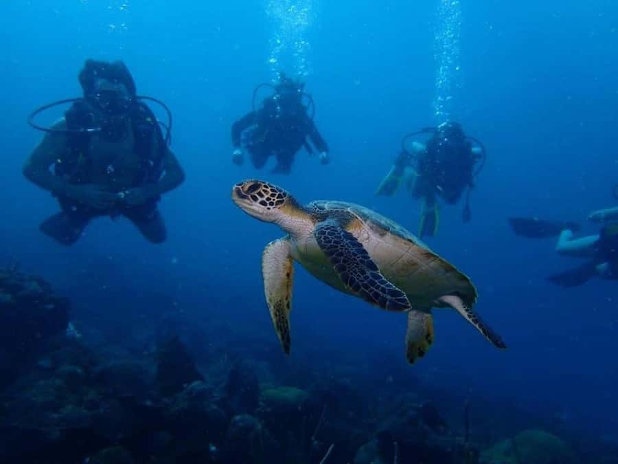 Cartagena: 2 Tanks Dive Plan For CERTIFIED DIVERS - Key points at a glance
