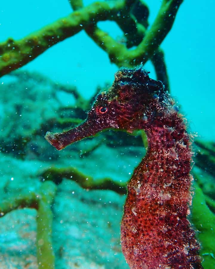 Cartagena: 2 Tanks Dive Plan For CERTIFIED DIVERS - Who should book this morning outing