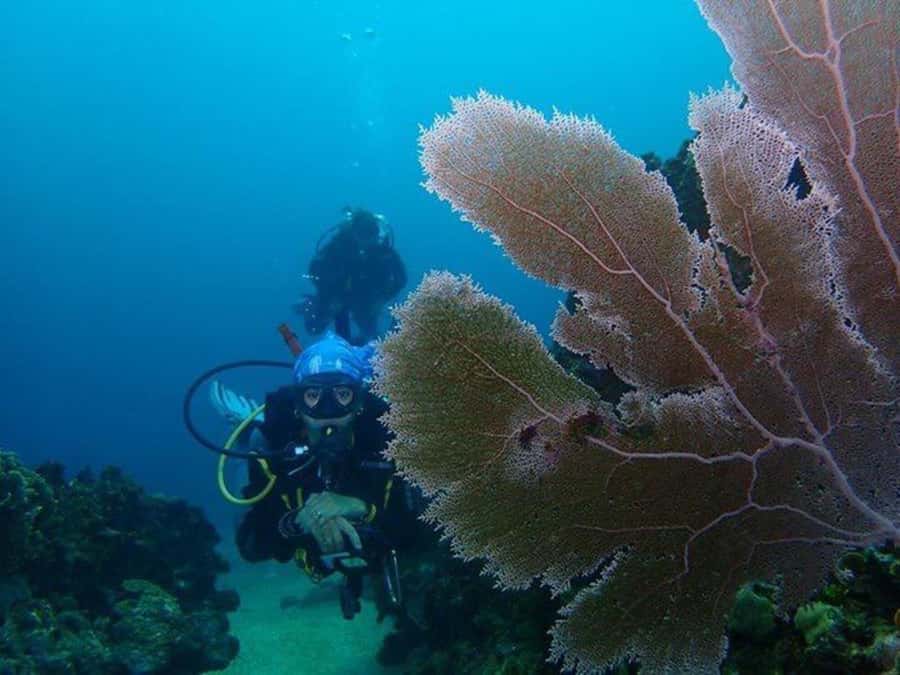 Cartagena: 2 Tanks Dive Plan For CERTIFIED DIVERS - What the Barú and Salmedina sites offer