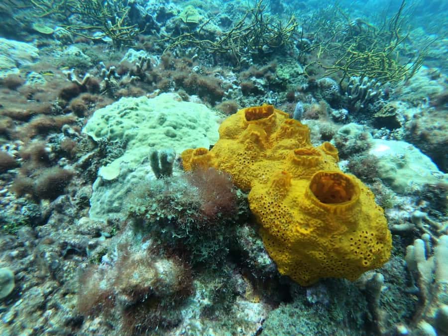 Cartagena: Basic Diving for beginners in Rosario Islands - The return to Cartagena