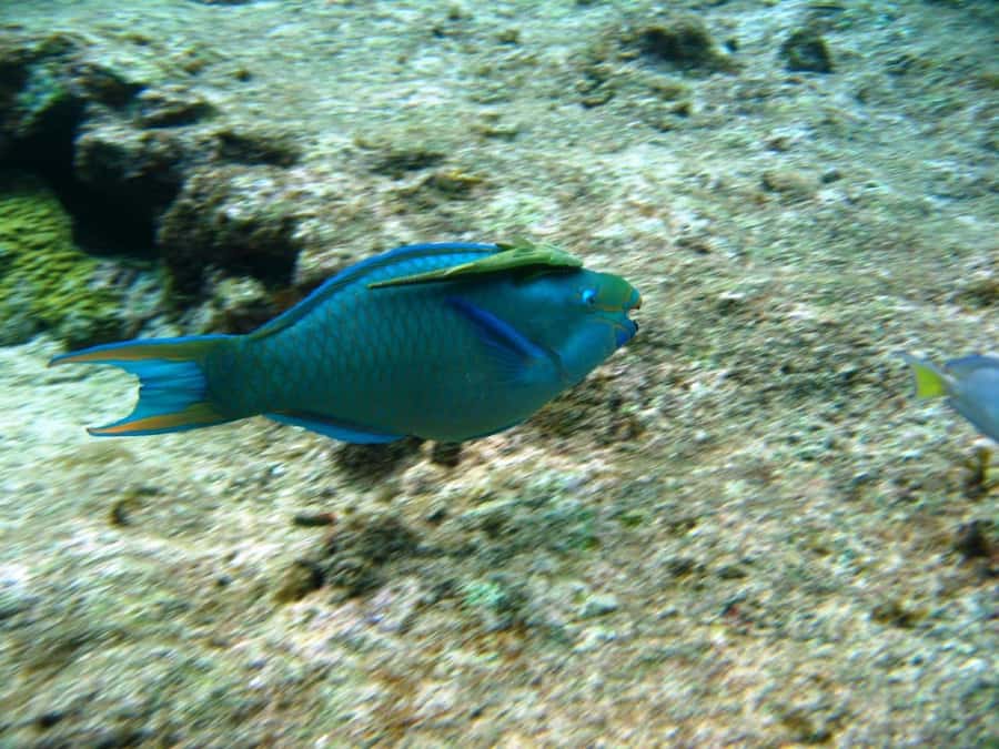 Cartagena: Basic Diving for beginners in Rosario Islands - The 30-minute lesson and equipment setup